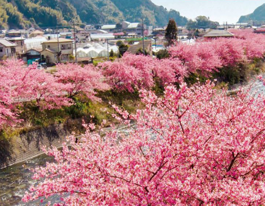 0308日本伊豆半島賞櫻5日遊